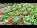 Grow watermelon like this, the fruit will be big and sweet, grow watermelon in a pot of soil