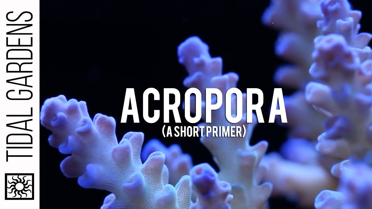 Tidal Gardens - Acropora Coral Care