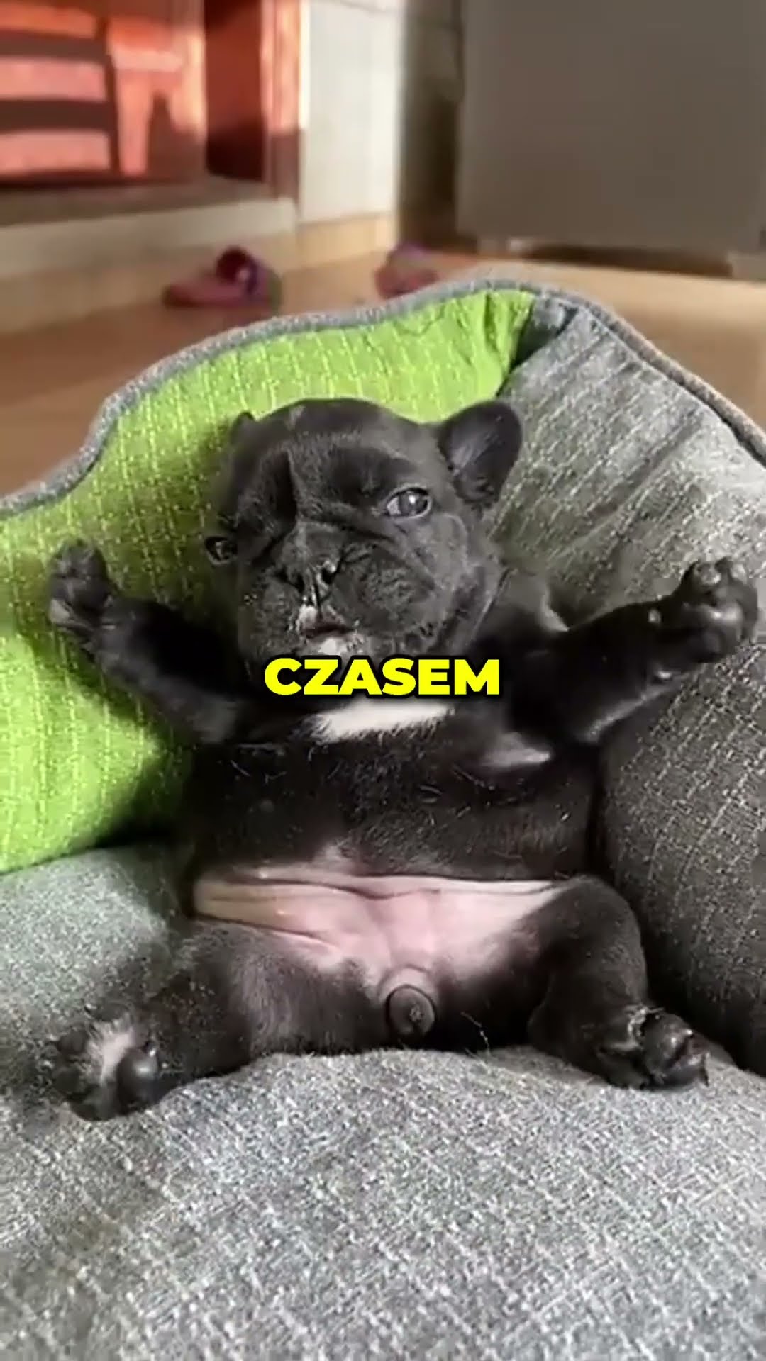 TV dla psów na lęk separacyjny 📺🐶 Muzyka relaksacyjna dla psa 🐶 Włącz ten film to relaks dla psa 😍