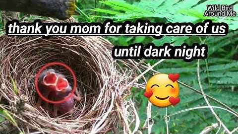 Trucukan feed their young in the wild, caring for them and guarding them from predators until‼️
