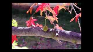 YouTube video BRz5jrtBmAI