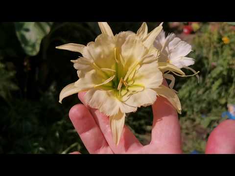 Ismene / Hymenocallis "Sulphur Queen", the most fragrant Peruvian Daffodil / Spider Lily I own