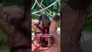 🦧 У орангутана Цезаря - просторный вольер! #tashkentzoo #ташкентскийзоопарк #ташкент #тошкент #узбек