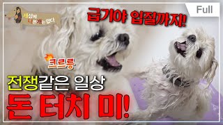 [Full] 세상에 나쁜 개는 없다  몰티즈 코코는 참지 않지