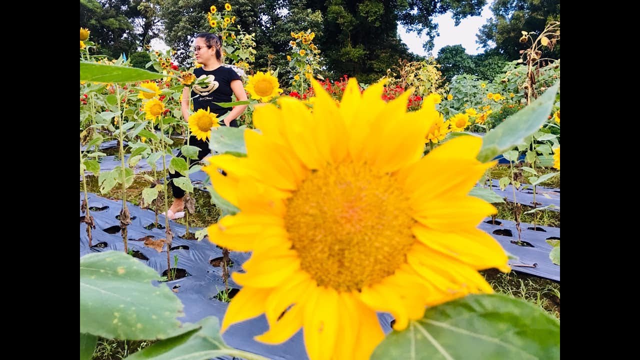Sunflower Farm, Liliw Laguna YouTube