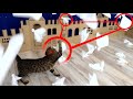 Cat attack on ghost town in real life 