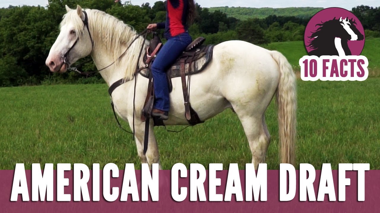 10 Fascinating Facts About the American Cream Draft Horse YouTube