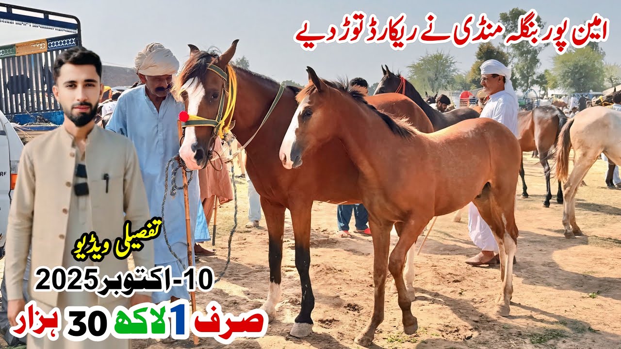 Aminpur Bangla Horse Mandi 2025 | Biggest Horse Market Rates | Horse For Sale | Shok Nawabi