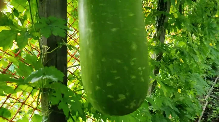 LalShak in Toronto Garden by Akhtar Husain