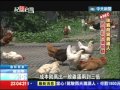 2013.05.19紀錄台灣　健康雞不怕流感　不打疫苗不保溫
