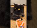 Cat vs Reverse Beads 🤯