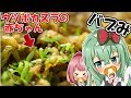 【食虫植物】ウツボカズラの赤ちゃんが可愛すぎる！【食虫植物TV】