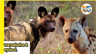 Weerarka dhurwaaga iyo difaaca ey duureedka | duurjoog | xayawaan | qaybtii 2aad