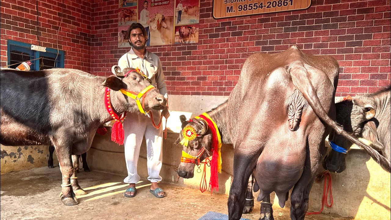 10 December 2025 ਫੋਨ 98159-35937 👈 5 ਝੋਟੀਆ ਵਿਕਾਊ ਡੇਢ ਪਿੰਡ ਵਾਲੇਆ ਕੋਲ 20-20 ਕਿਲੋ ਦੁੱਧ ਆਲੀਆ ਝੋਟੀਆ 😲😲🤏