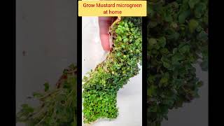 Step-by-step guide, grow mustard sprouts in 5 days.