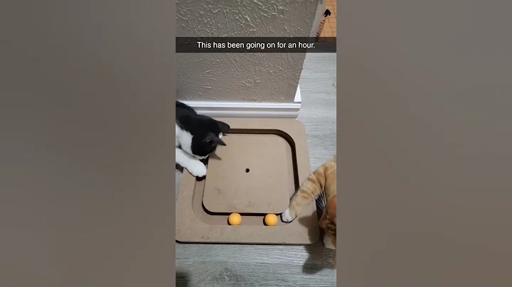 Video 3042191: bobtail kitten cat, bobtail kittens playing, cat kitten adoption