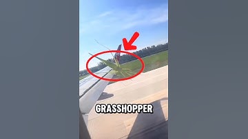 the struggle of a grasshopper who wants to get on a plane for free #funny #shorts #ukculture #sad