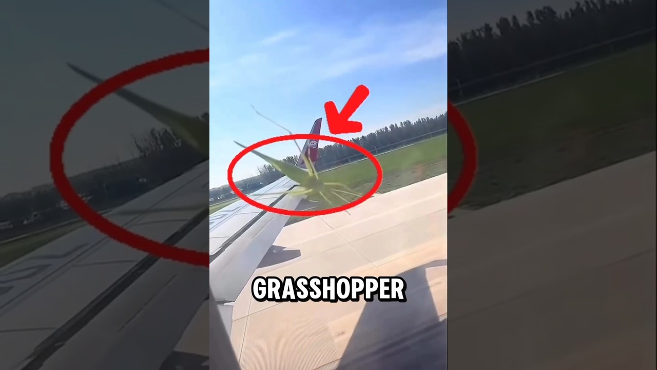 the struggle of a grasshopper who wants to get on a plane for free 