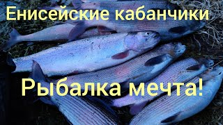 Енисей, рыбалка на Хариуса, Форель! попал под раздачу!!!