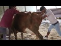 गाँव का डॉक्टर गाय का बच्चा कैसे बाहर निकालता है (Baby cow exits to the village doctor)