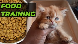 How to train cat kitten | How to train persian cat kitten by IG Pets belgaum 552 views 1 month ago 5 minutes, 24 seconds