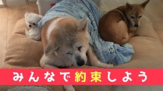 感動 感銘 犬動画 Youtube