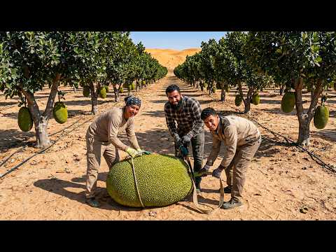Simple techniques for propagating jackfruit at home to save money on buying seedlings