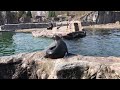 Sea lions relaxing in the sun