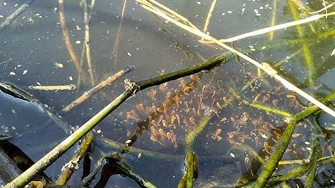 Câu cá lóc bằng vịt.Cú nút lưỡi thần thánh của con cá hết thân.