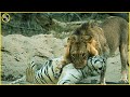 Lion Vs Tiger Who Is The Real King