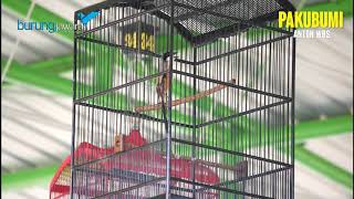 Cendet Pakubumi Anton WBS, Stabil Juara Setiap Minggu Karena Kualitas