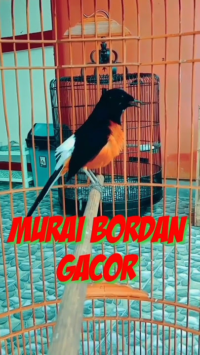 Murai Batu Bordan Gacor Fighter
