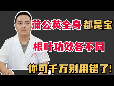 蒲公英全身都是宝，根叶功效各不同，你可千万别用错了!