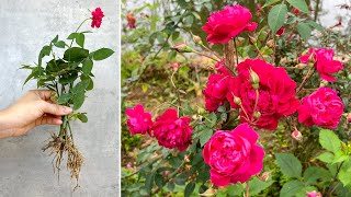 Try rose cuttings in this way and the unexpected happened