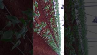 Capcicum cultivation