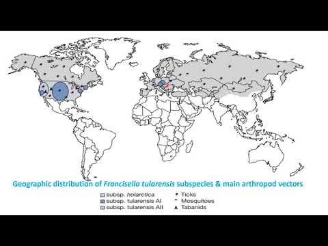 Video: Tularemijos Supratimas Yra Labai Svarbus Profilaktikai Ir Gydymui