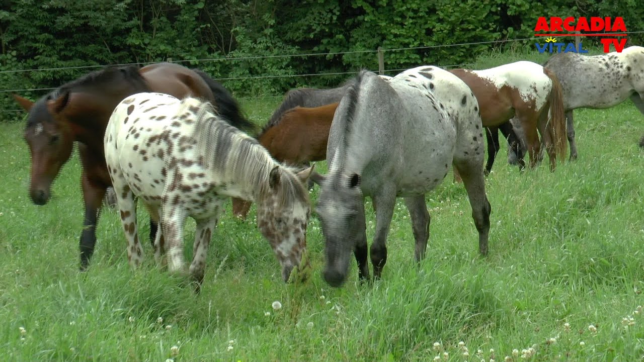 Die letzten echten Indianerpferde – Ein Herzensprojekt in Europa