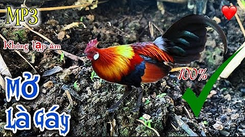 Tiếng gà rừng gáy chuẩn 💯✔✔ | Suab lau qaib qus qua zoo tiag tiag ✔