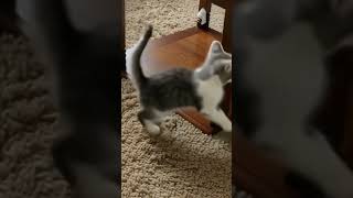 кот сума сходит#котики