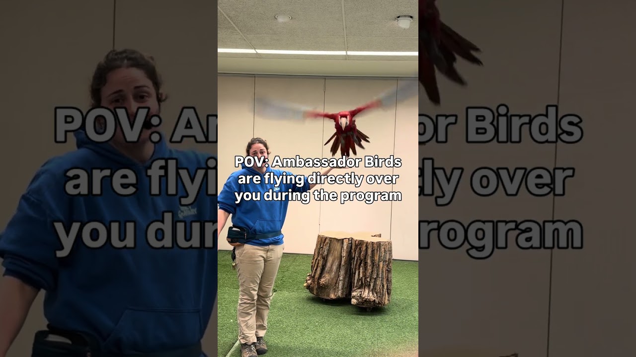 POV: Ambassador Birds are flying directly over you during the program