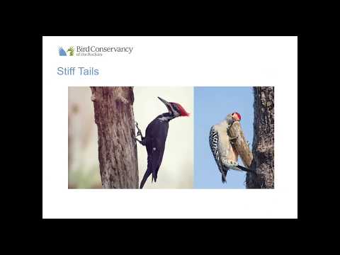 Birding 201  Woodpeckers Webinar