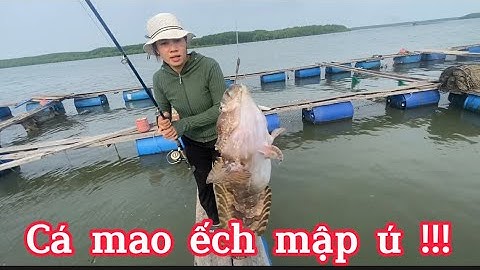 Câu cá trên bè - câu được rất nhiều cá ngon !!! | Như phạm cuộc sống cần giờ |