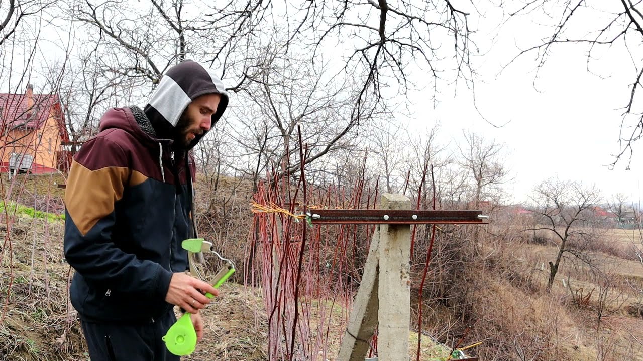 Palisarea si legarea zmeurului pe spalier