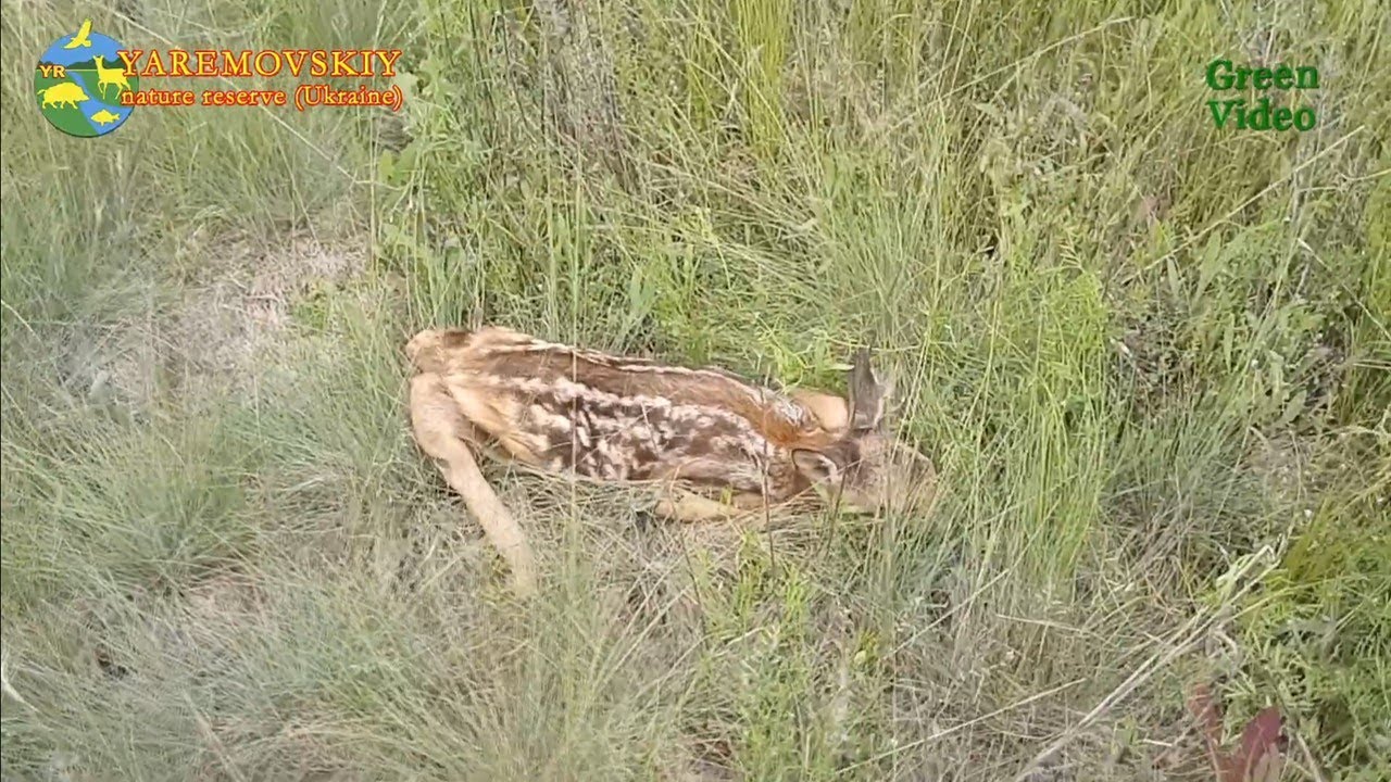 Новорожденный малыш косули, это чудо. 05.06.2020. Яремовский природный резерват.