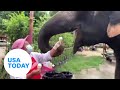 Jumbo pet elephant in Thailand has a sweet tooth for vanilla ice cream | USA TODAY