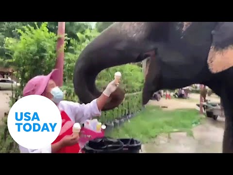 Pet elephant in Thailand has sweet tooth | USA TODAY