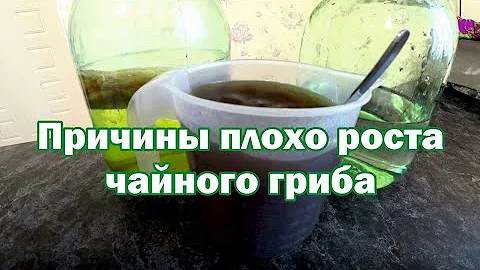 Расскажу за 1 минуту: почему плохо растет чайный гриб