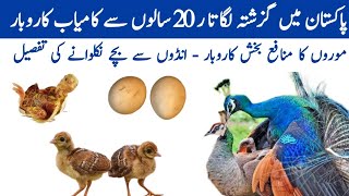 Peacock Breeding | Hatching Peacock Eggs | Peachick Care | Peacock Farming Business in Pakistan 2022