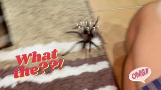 HUNGRY female Tarantula + CLUELESS male = DISASTER !!!