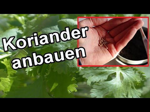 Video: Wie man Flaschenkürbisse anbaut (mit Bildern)